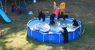Este pequeño descubre que unos osos cachorros tomaron su piscina, el internet se volvió loco de risa con su reacción Este pequeño descubre que unos osos cachorros tomaron su piscina, el internet se volvió loco de risa con su reacción