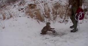 Two Men Try To Rescue Angry Bobcat Caught In Bear Trap — Viewers Wait For Its Reaction As It Senses Freedom Two Men Try To Rescue Angry Bobcat Caught In Bear Trap — Viewers Wait For Its Reaction As It Senses Freedom