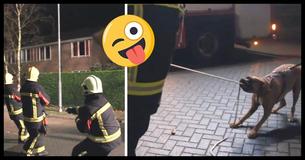 Diese Feuerwehrleute flippten aus vor Lachen, als ein vorbeigehender Hund ihnen half - und sich weigerte zu gehen, bis der Job erledigt war Diese Feuerwehrleute flippten aus vor Lachen, als ein vorbeigehender Hund ihnen half - und sich weigerte zu gehen, bis der Job erledigt war