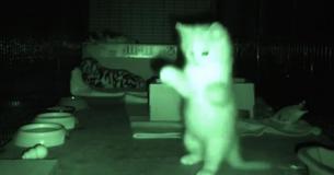 Un homme installe une caméra pour regarder ce que font des chatons et cela est très amusant Un homme installe une caméra pour regarder ce que font des chatons et cela est très amusant