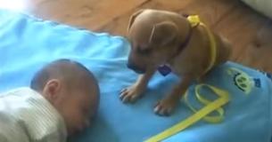 Prêt à tout : le chiot veut protéger le bébé, mais il est beaucoup trop fatigué Prêt à tout : le chiot veut protéger le bébé, mais il est beaucoup trop fatigué
