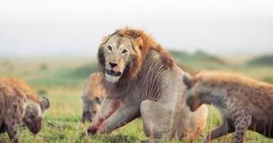 Más humano que un humano: hermoso momento de la gratitud de un león después de que su amigo lo salvó de 20 hienas Más humano que un humano: hermoso momento de la gratitud de un león después de que su amigo lo salvó de 20 hienas