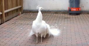 Rare White Peacock Looks Normal But Not After It Turns Around Rare White Peacock Looks Normal But Not After It Turns Around