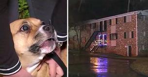 Neglected Dog Pulled From Death Row Goes On To Rescue Apartment Building Full Of Children Neglected Dog Pulled From Death Row Goes On To Rescue Apartment Building Full Of Children