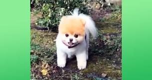 Boo The World-Famous Pomeranian Passes Away at Age 12: 'His Heart Literally Broke' Boo The World-Famous Pomeranian Passes Away at Age 12: 'His Heart Literally Broke'