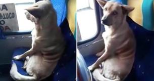 Bus Driver Spots Freezing Homeless Dog, Pulls Over And Lets Him Ride The Bus Like A Real Passenger Bus Driver Spots Freezing Homeless Dog, Pulls Over And Lets Him Ride The Bus Like A Real Passenger