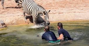 Zookeepers Dive Into Water To Try Rescue Helplessly Drowning Baby Zebra, But Keep Your Eye On Its Mom Zookeepers Dive Into Water To Try Rescue Helplessly Drowning Baby Zebra, But Keep Your Eye On Its Mom
