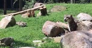 Snow Leopard Mama Pretends To Be Terrified When Her Cub Practices Sneaking Up On Her Snow Leopard Mama Pretends To Be Terrified When Her Cub Practices Sneaking Up On Her