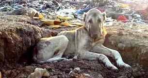 Abandoned Dog Found In Landfill As Rescuers Work To Save More Than 800 Dogs From Freezing To Death Abandoned Dog Found In Landfill As Rescuers Work To Save More Than 800 Dogs From Freezing To Death
