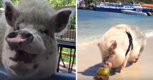 This 300-Pound Traveling Pig Has Been To Over 17 States In A Trailer With His Dedicated Owners This 300-Pound Traveling Pig Has Been To Over 17 States In A Trailer With His Dedicated Owners