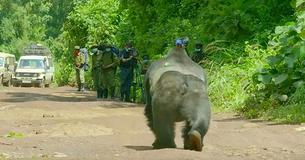 Giant Silverback Causes Traffic Stop - Until The Surprising Reason Becomes Clear Giant Silverback Causes Traffic Stop - Until The Surprising Reason Becomes Clear