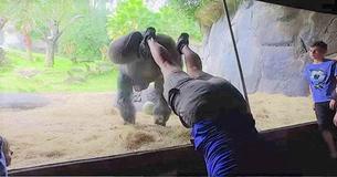 Caretaker Becomes First Ever Person To Teach A Gorilla To Do A Handstand Caretaker Becomes First Ever Person To Teach A Gorilla To Do A Handstand