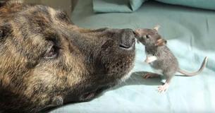 Therapy Dog Was Depressed Because He Had No One To Play With, Then He Found ‘Riff’ The Rescued Rat Therapy Dog Was Depressed Because He Had No One To Play With, Then He Found ‘Riff’ The Rescued Rat