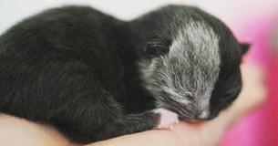 Kitten Born With Two Faces Has Grown Into The Most Beautiful Cat You’ll Ever See Kitten Born With Two Faces Has Grown Into The Most Beautiful Cat You’ll Ever See