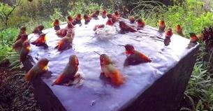 Camera Focused On Bird Bath Captures Incredible Footage Of 30 Hummingbirds - Now It’s Going Viral Camera Focused On Bird Bath Captures Incredible Footage Of 30 Hummingbirds - Now It’s Going Viral