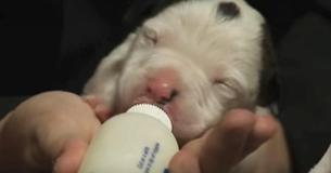 Abandoned Newborn Puppy Was Starving - But Then An Unlikely Mother Stepped Forward Abandoned Newborn Puppy Was Starving - But Then An Unlikely Mother Stepped Forward
