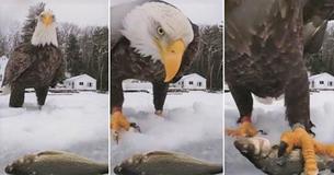 Camera Records Unbelievable Moment Bald Eagle Swoops Down To Swipe Fisherman's Catch Camera Records Unbelievable Moment Bald Eagle Swoops Down To Swipe Fisherman's Catch