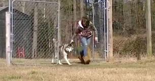 After Spending His Entire Life On A Chain, Biscuit The Husky Is Shown An Empty Field After Spending His Entire Life On A Chain, Biscuit The Husky Is Shown An Empty Field