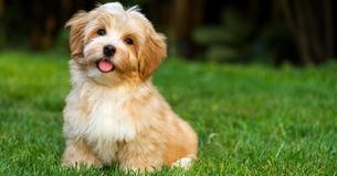 Whenever Your Dog Does One Of These 9 Things, It Means “I Love You” Whenever Your Dog Does One Of These 9 Things, It Means “I Love You”
