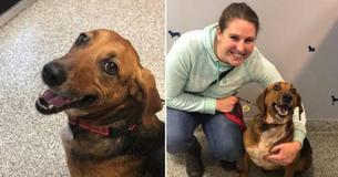 Adorable Pup Finally Adopted After Being Returned Multiple Times In 525 Days At Shelter Adorable Pup Finally Adopted After Being Returned Multiple Times In 525 Days At Shelter