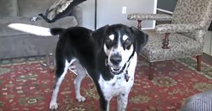 Un padre le dice a su perro que compró un gatito y el internet se parte de risa con la reacción del canino Un padre le dice a su perro que compró un gatito y el internet se parte de risa con la reacción del canino