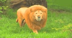 Un león estaba aburrido, la guarda del zoológico le tiró un juguete, pero no se esperaba la reacción del león Un león estaba aburrido, la guarda del zoológico le tiró un juguete, pero no se esperaba la reacción del león