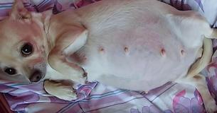Mamá Chihuahua con enorme barriga empieza a dar luz y los veterinarios quedan desconcertados al presenciar un récord Mamá Chihuahua con enorme barriga empieza a dar luz y los veterinarios quedan desconcertados al presenciar un récord