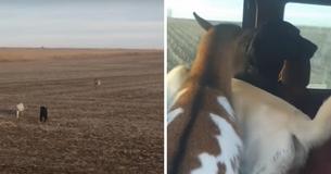 Runaway Black Lab Returns Home With Two New Best Friends: A Dog And A Goat Runaway Black Lab Returns Home With Two New Best Friends: A Dog And A Goat