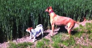 Una perrita escucha el silbido del granjero desde el campo y una histérica escena se desarrolla Una perrita escucha el silbido del granjero desde el campo y una histérica escena se desarrolla