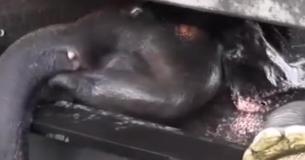 Video: Rescuers Help After Frantic Elephant Realizes He's Stuck in Water-Filled Canal Video: Rescuers Help After Frantic Elephant Realizes He's Stuck in Water-Filled Canal