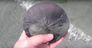 A Woman Picks Up A Sand Dollar And Wasn’t Ready For When She Flipped It Over A Woman Picks Up A Sand Dollar And Wasn’t Ready For When She Flipped It Over