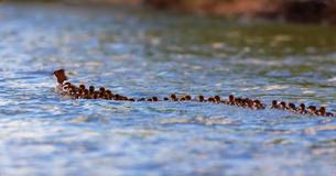 ‘Super Mom’ Seen On Lake In Minnesota — With 56 Ducklings Following Behind Her ‘Super Mom’ Seen On Lake In Minnesota — With 56 Ducklings Following Behind Her