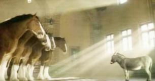 Un burrito está desesperado por ser un Clydesdale, el internet muere de risa con su caso Un burrito está desesperado por ser un Clydesdale, el internet muere de risa con su caso