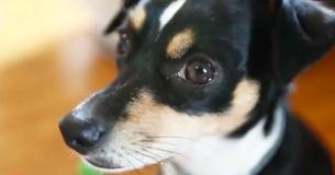 Woman Adopts Puppy No-One Wanted, But Soon Learns It Was No Ordinary Dog Woman Adopts Puppy No-One Wanted, But Soon Learns It Was No Ordinary Dog