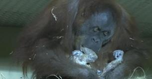 Una orangután es filmada dando a luz, cuando se da cuenta de que hay humanos observándola, comienza a acercarse lentamente Una orangután es filmada dando a luz, cuando se da cuenta de que hay humanos observándola, comienza a acercarse lentamente