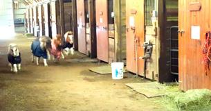 Empieza carrera de caballos miniatura en la caballeriza, y los propietarios se parten de risa cundo un inesperado corredor aparece a toda prisa por la esquina Empieza carrera de caballos miniatura en la caballeriza, y los propietarios se parten de risa cundo un inesperado corredor aparece a toda prisa por la esquina