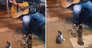 Street Performer Was Ignored By Everyone - Until 4 Kittens Came To Show Their Support Street Performer Was Ignored By Everyone - Until 4 Kittens Came To Show Their Support