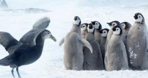 Baby Penguins Cry Out As Predator Approaches, Then An Unlikely Hero Surfaces To Save The Day Baby Penguins Cry Out As Predator Approaches, Then An Unlikely Hero Surfaces To Save The Day