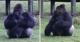 Gorilla Uses Sign Language To Say He’s Not Allowed To Be Fed - Then Hilariously Breaks The Rules When His Trainer Turns Around Gorilla Uses Sign Language To Say He’s Not Allowed To Be Fed - Then Hilariously Breaks The Rules When His Trainer Turns Around