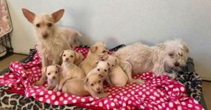 Stray Mother Dogs Found Raising Their Puppies Together—And Rescuers Are Blown Away By Their Bond Stray Mother Dogs Found Raising Their Puppies Together—And Rescuers Are Blown Away By Their Bond