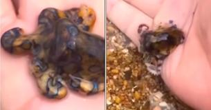 Terrifying Video Shows A Tourist Picking Up One Of The World’s Most Venomous Animals Terrifying Video Shows A Tourist Picking Up One Of The World’s Most Venomous Animals