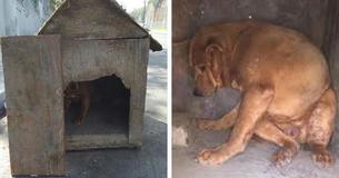 Kind Stranger Calls For Help Just In Time And Volunteers Soon Arrived To Rescue Dog Abandoned In A Boarded-Up Doghouse Kind Stranger Calls For Help Just In Time And Volunteers Soon Arrived To Rescue Dog Abandoned In A Boarded-Up Doghouse