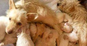 Pair Of Stray Mother Dogs Discovered In Alley Were Raising Their Puppies Together Pair Of Stray Mother Dogs Discovered In Alley Were Raising Their Puppies Together