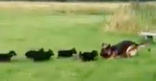 Les chiots d'un berger allemand sont hyperactifs. La solution intelligente de leur maman les apaise en un rien de temps Les chiots d'un berger allemand sont hyperactifs. La solution intelligente de leur maman les apaise en un rien de temps