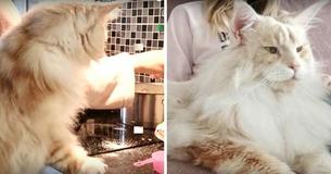 This Is Incredible: A Woman Shares Photo Of Her Maine Coon Cat. Look How Big It Is This Is Incredible: A Woman Shares Photo Of Her Maine Coon Cat. Look How Big It Is