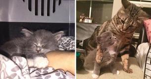 Orphaned Kitten Arrives At His New Home, But Owner's Heart Melts When He Meets His New Big Brother Orphaned Kitten Arrives At His New Home, But Owner's Heart Melts When He Meets His New Big Brother
