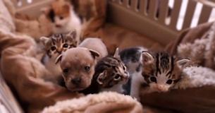 Ponen a un cachorrito recién nacido junto a una camada de gatitos. Cuando la mamá gata atrapa al intruso, su reacción ¡NO TIENE PRECIO Ponen a un cachorrito recién nacido junto a una camada de gatitos. Cuando la mamá gata atrapa al intruso, su reacción ¡NO TIENE PRECIO