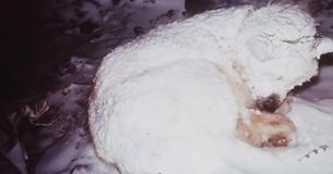 Rescuers Rush To Save Dog Huddled Up In The Freezing Snow For Two Days To Discover He’s Protecting Something Rescuers Rush To Save Dog Huddled Up In The Freezing Snow For Two Days To Discover He’s Protecting Something