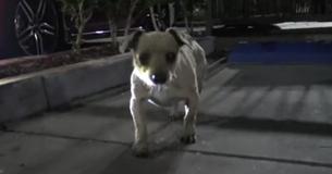 Homeless Puppy Saved After Found Begging In Starbucks Parking Lot Homeless Puppy Saved After Found Begging In Starbucks Parking Lot