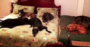 Animal Loving Couple Has Incredible 'Mega Bed' Built So They're Able To Sleep With All 8 Rescue Dogs Animal Loving Couple Has Incredible 'Mega Bed' Built So They're Able To Sleep With All 8 Rescue Dogs